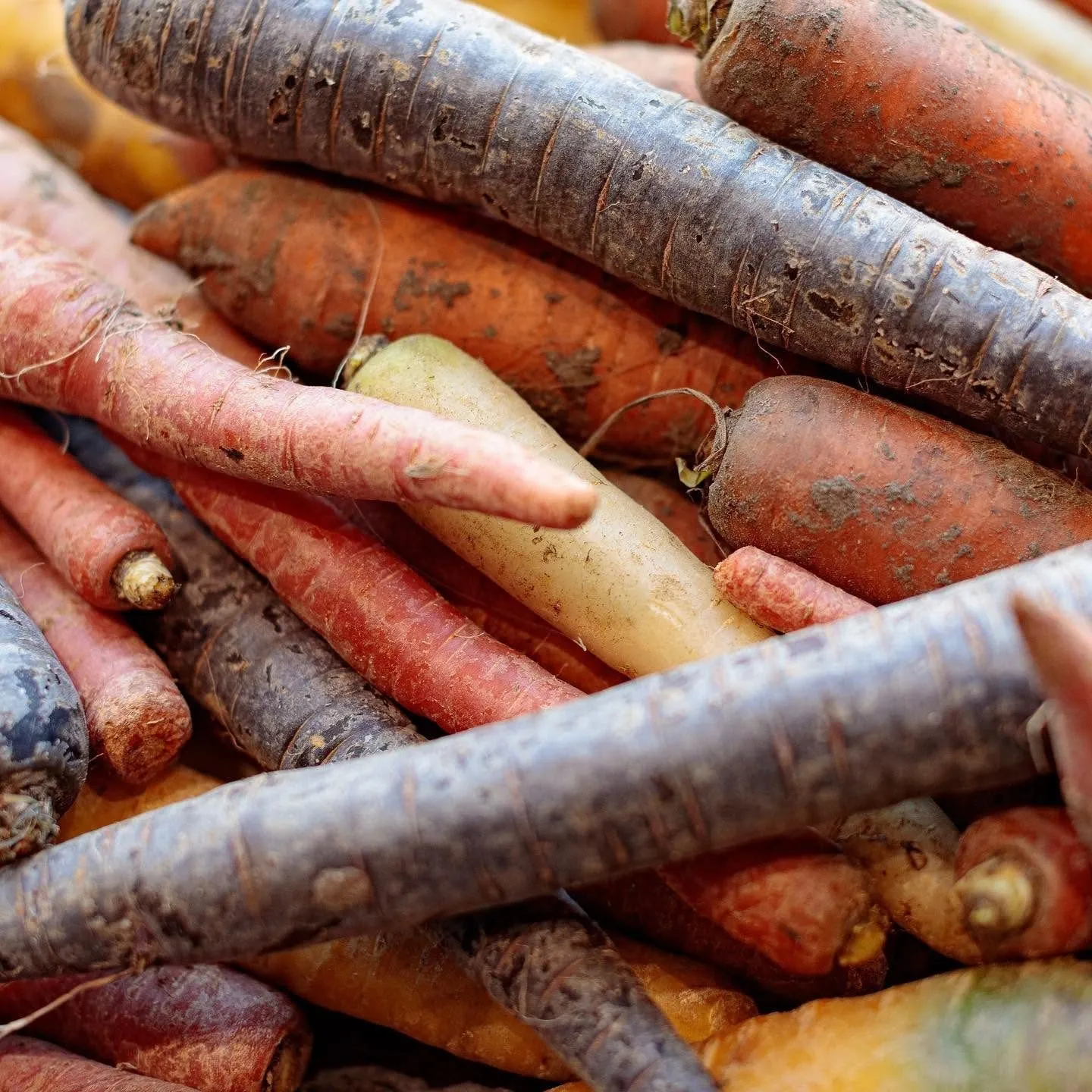 Muddy heritage carrots in purple, orange and white